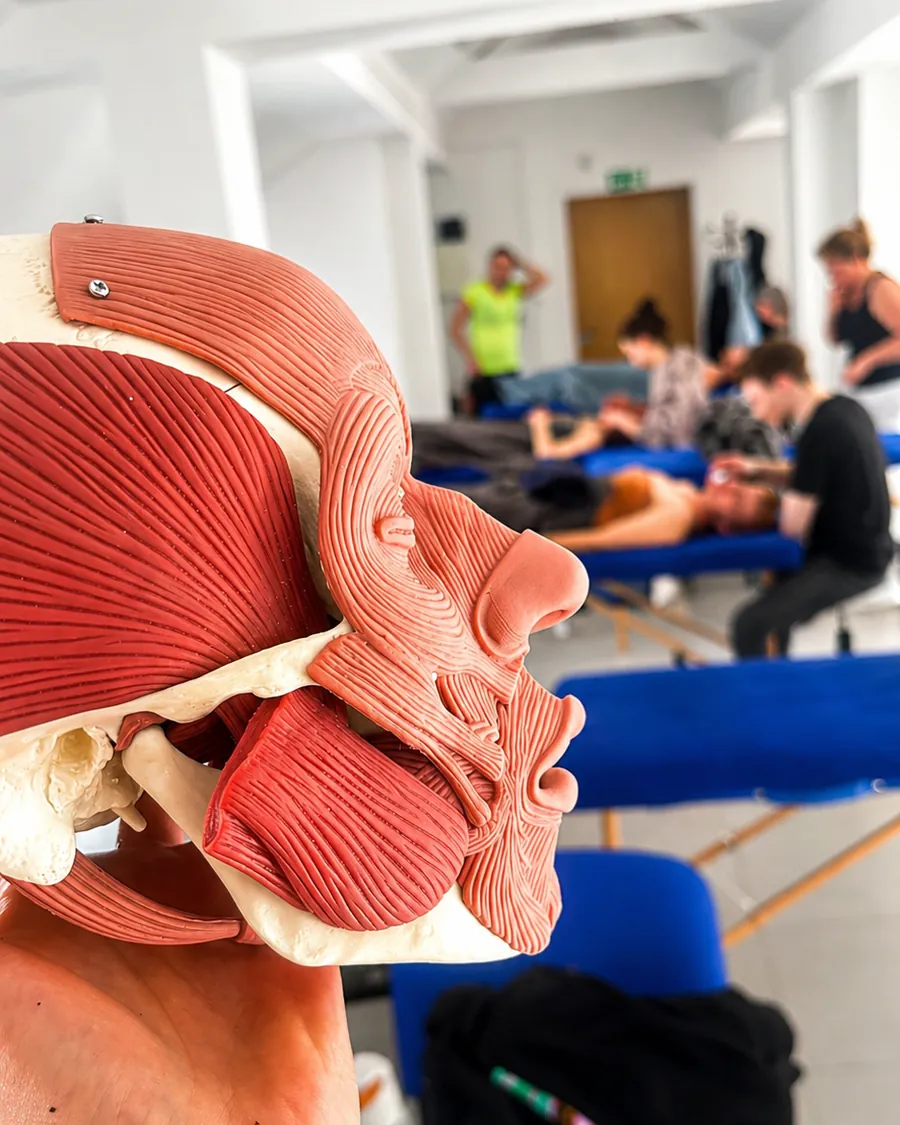 Model anatomiczny na sali szkoleniowej